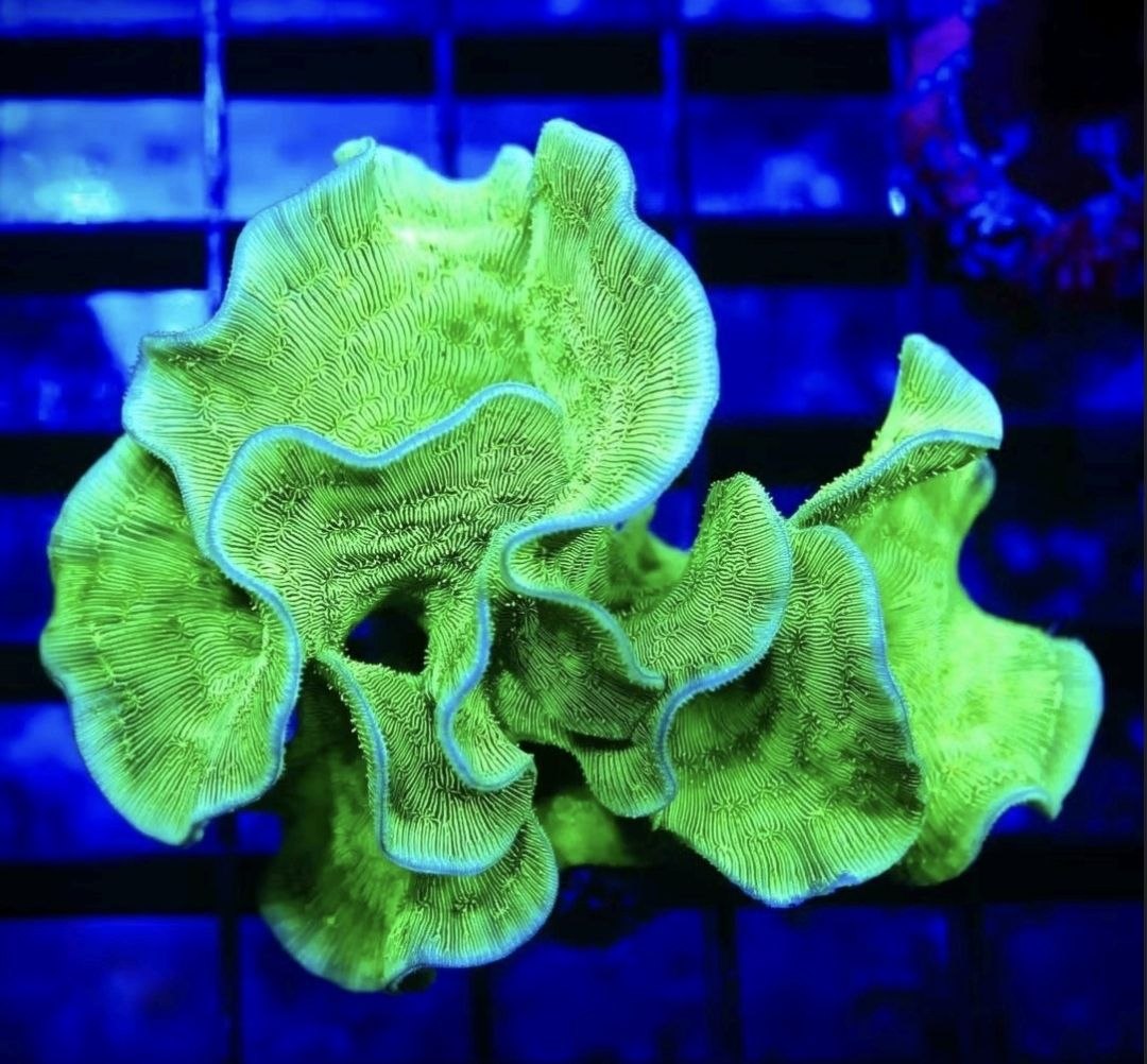 Green Cactus Pavona coral
