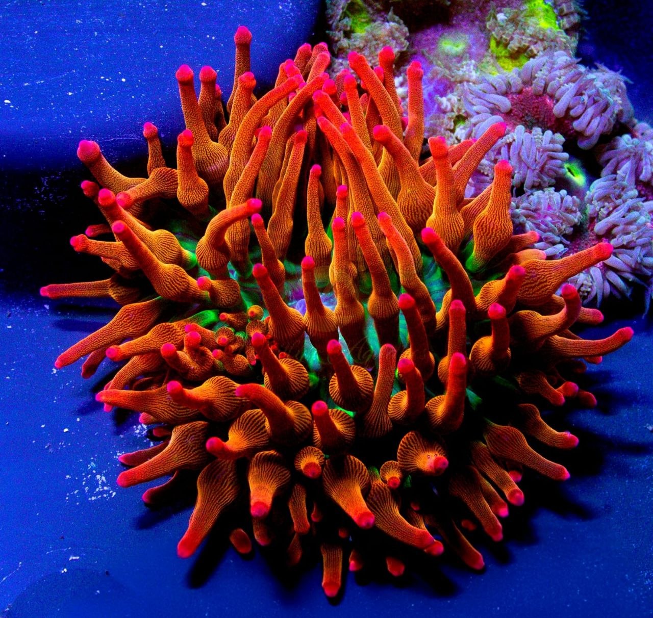 Rainbow Bubble Tip (Anemone)