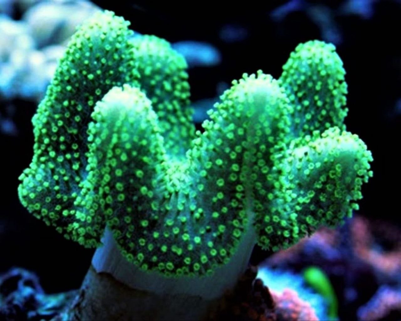 Sarcophyton sp. Green (Skin Metallic coral)