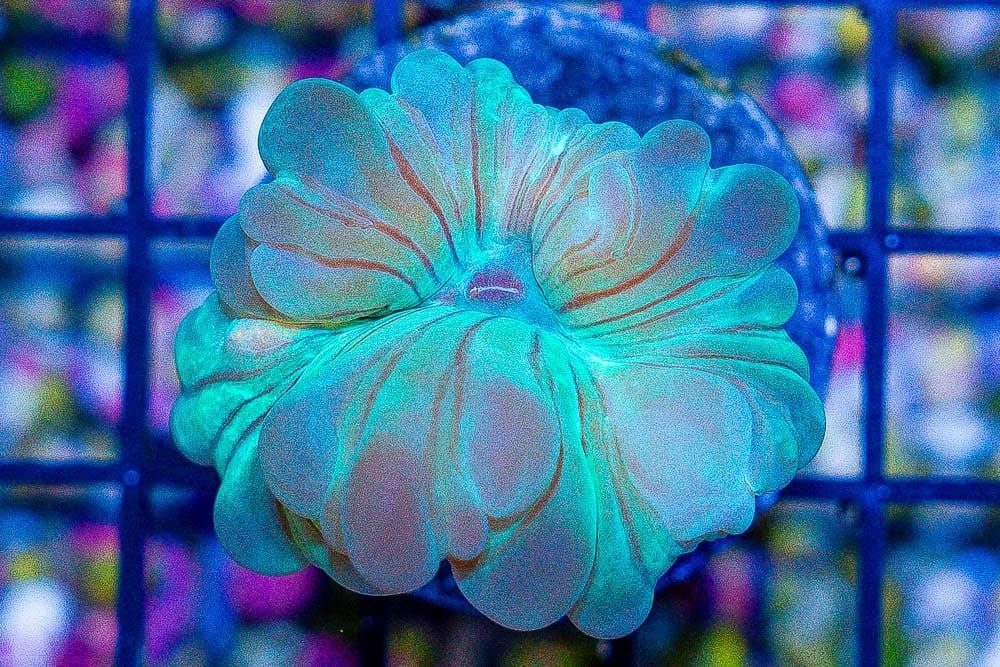 Fox Coral (Nemenzophyllia turbida or Plerogyra turbida)