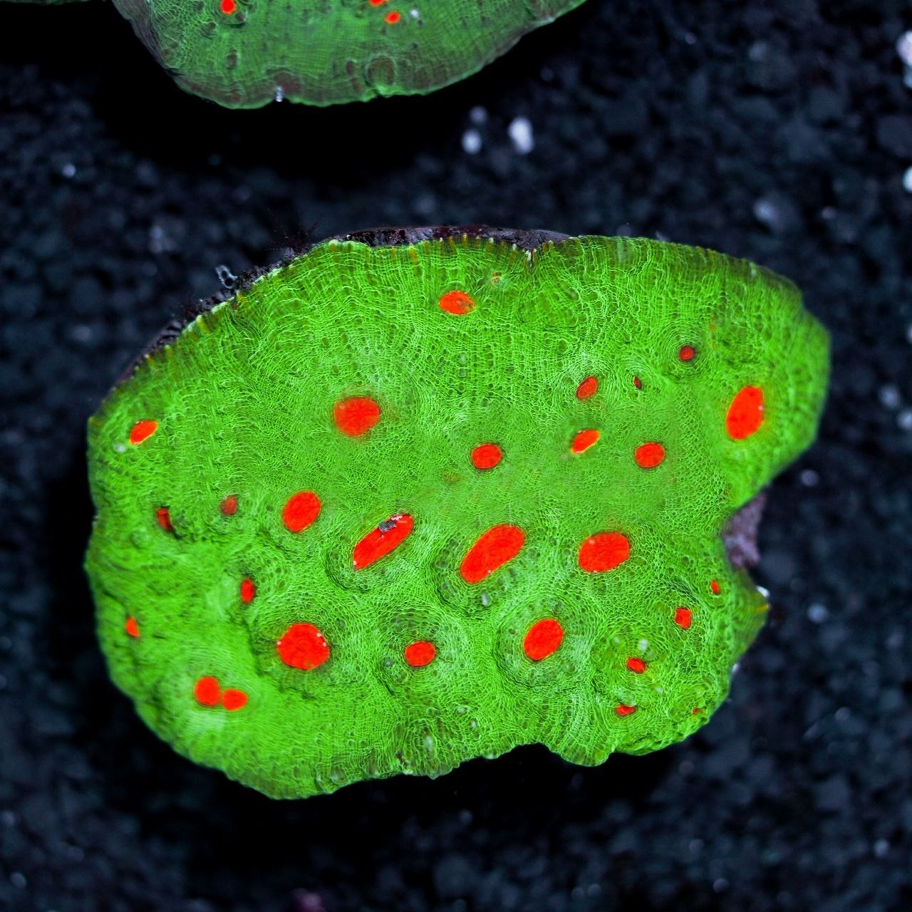 Space Invader (Echinophyllia chalice coral)