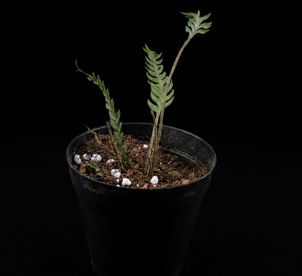 Asplenium kenzoi (Ասպլենիում կենզոյ)