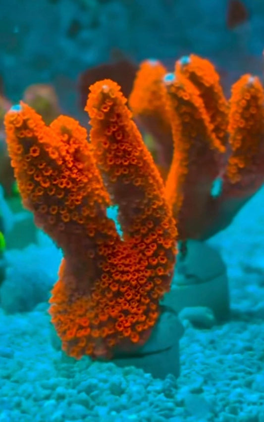 Red Montipora Digitata