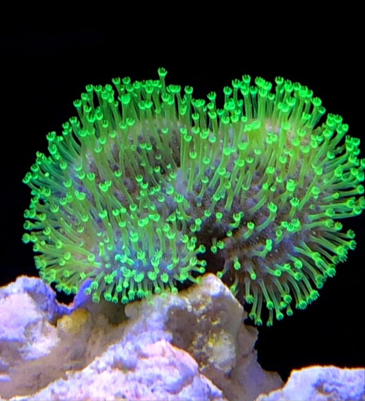 Japanese Green Toadstool (Leather Coral)