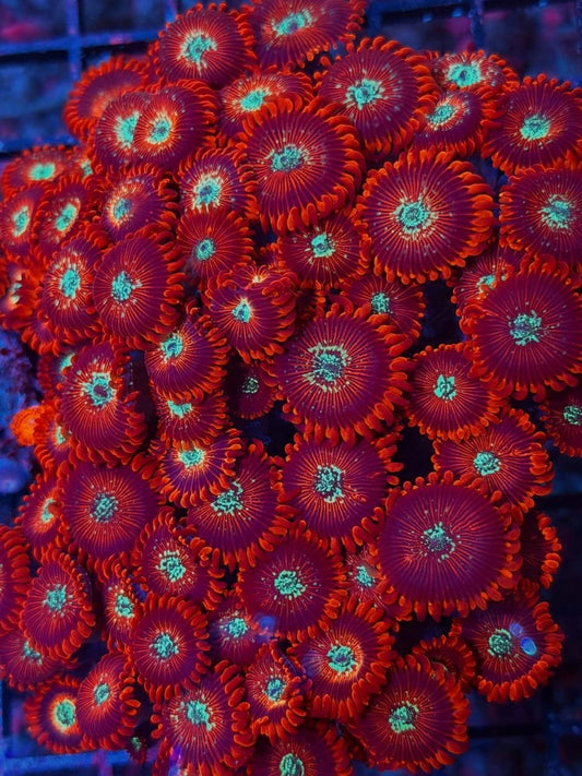 Magician Zoanthids