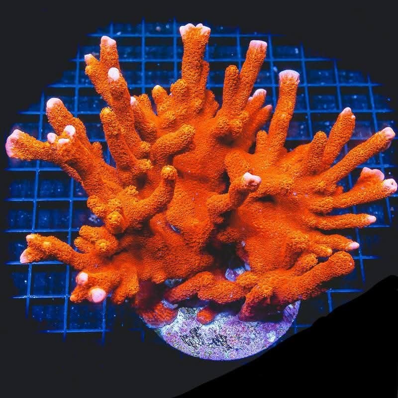 Montipora digitata