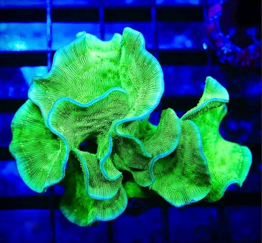 Green Cactus Pavona coral