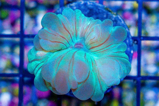 Fox Coral (Nemenzophyllia turbida or Plerogyra turbida)