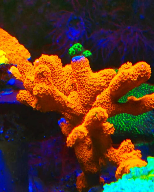 Montipora digitata coral