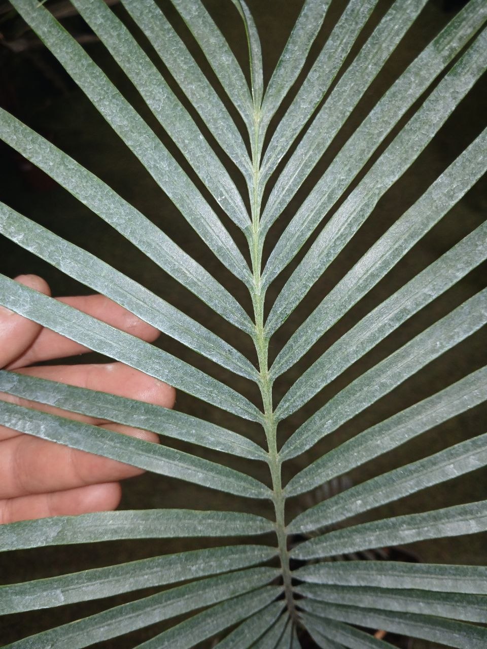 Ցիկաս կուպիդա (Cycas cupida)
