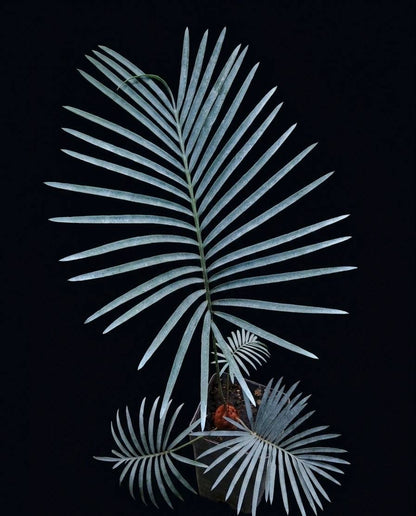 Ցիկաս կուպիդա (Cycas cupida)