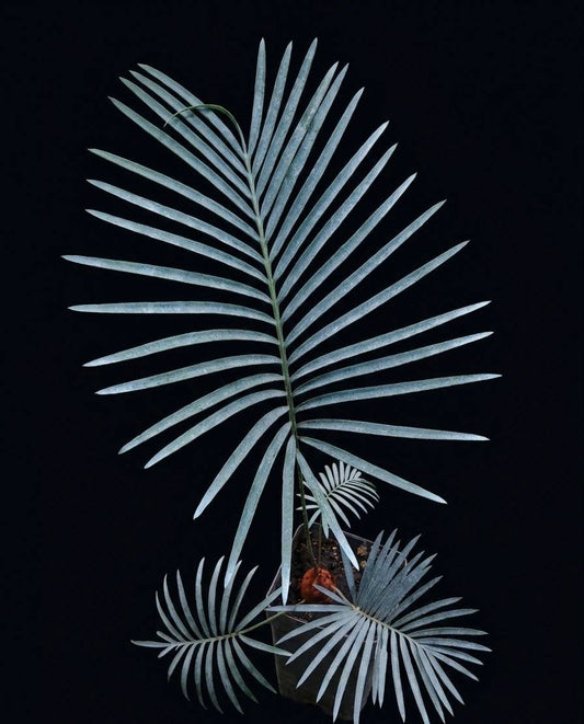 Ցիկաս կուպիդա (Cycas cupida)