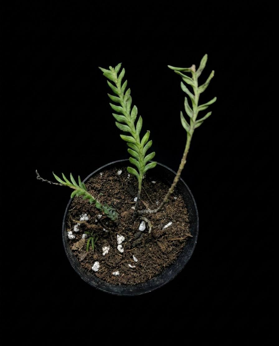 Asplenium kenzoi (Ասպլենիում կենզոյ)