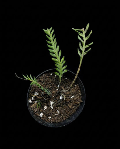 Asplenium kenzoi (Ասպլենիում կենզոյ)