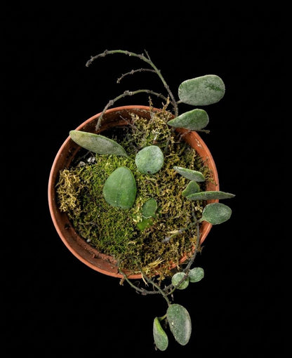 Pyrrosia piloselloides (Պիրոզիա պիլոսելլոիդ)