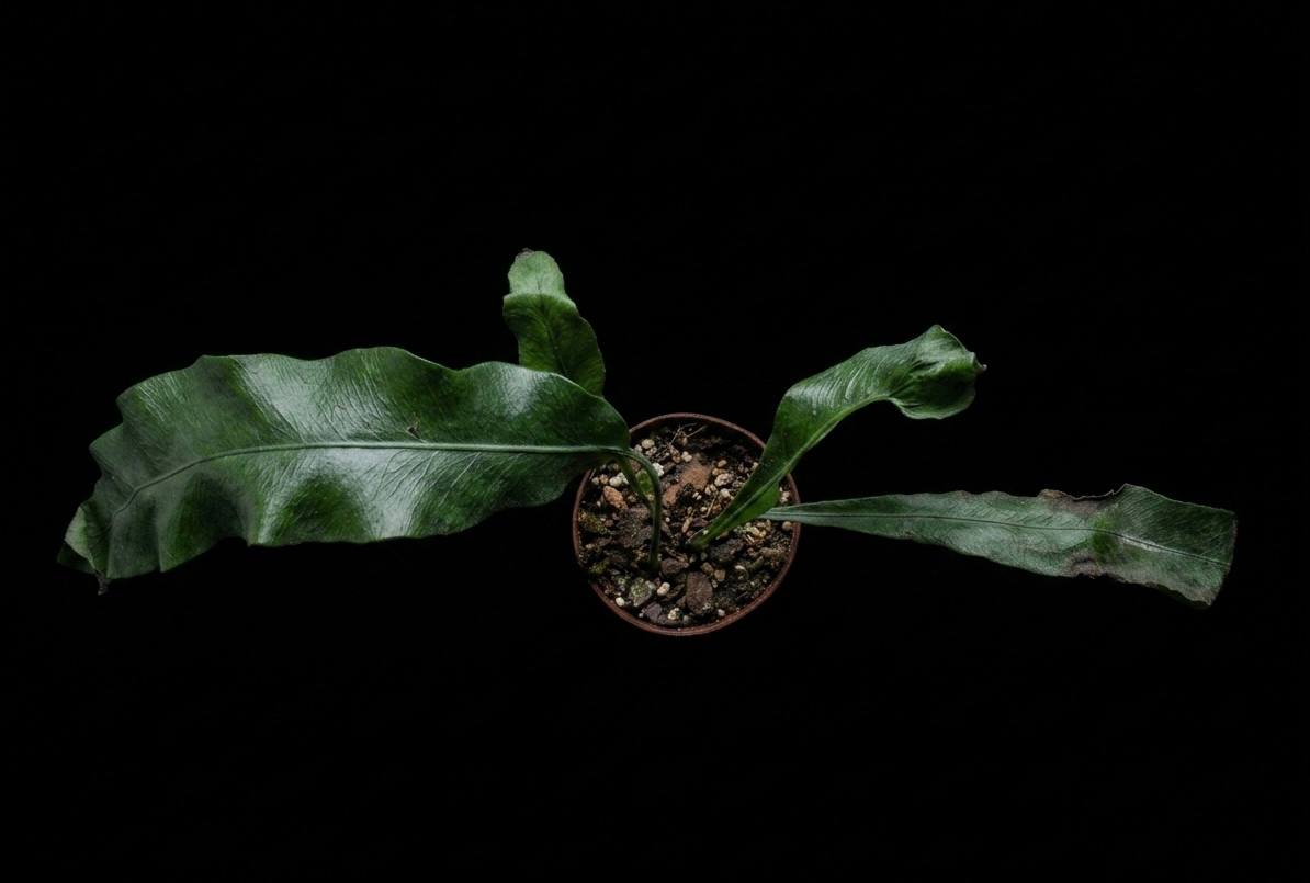 Microsorum (Միկրոսորում)
