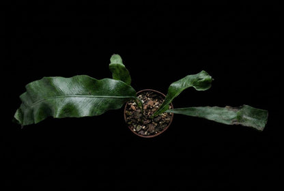 Microsorum (Միկրոսորում)