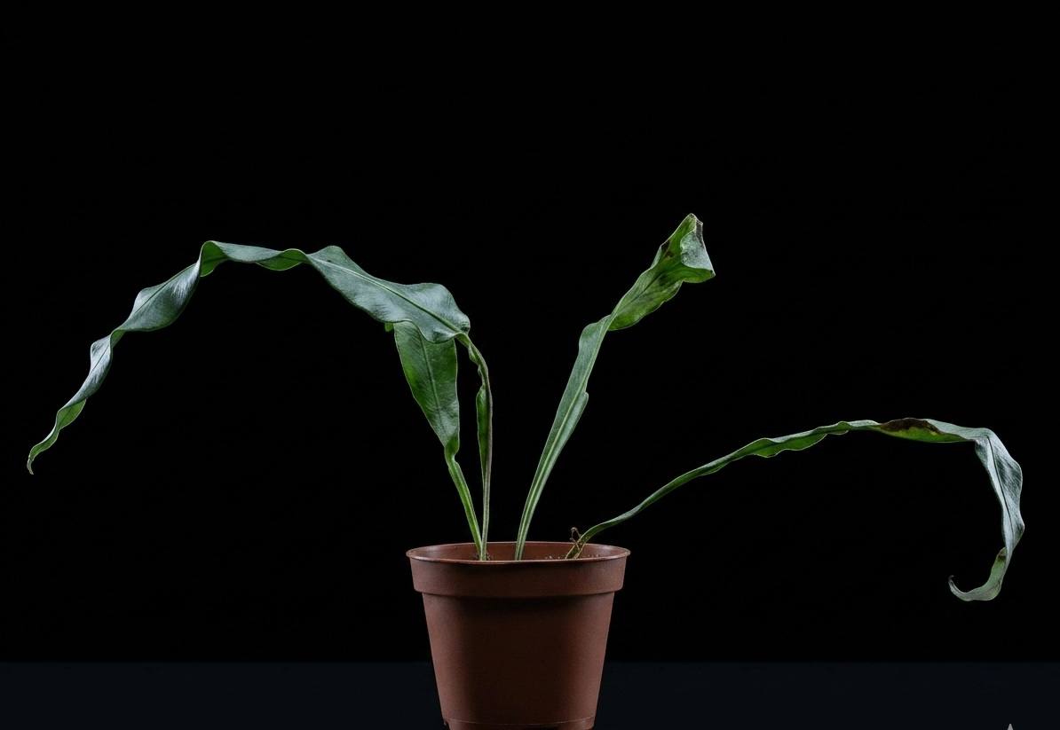 Microsorum (Միկրոսորում)