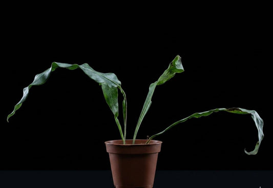 Microsorum (Միկրոսորում)