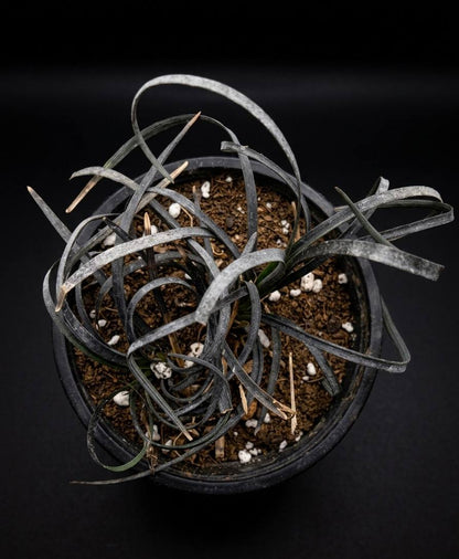 Ophiopogon nigricum (Օֆիոպոգոն նիգրիկում)